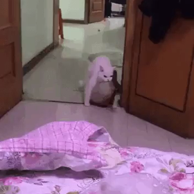 お魚咥えた飼い猫の画像