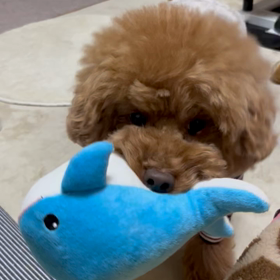 遊んで欲しいくせにの画像