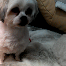 桜も満開ですねの画像