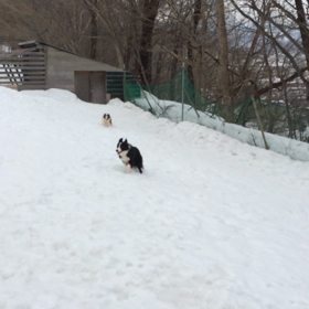 走り続けるバカの画像