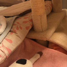 党首飛びますの画像