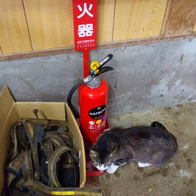 食逃げにゃんこの画像