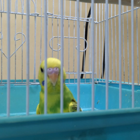 のりたまお迎えの画像