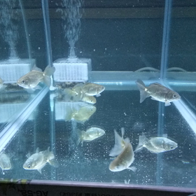 ロクリン水槽デビューの画像