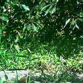 すぎぴたんの事件簿　シーズン２　１０６話の画像