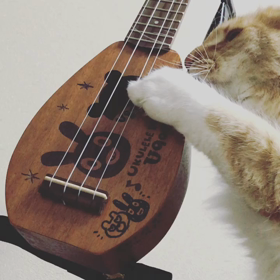 ウクレレを弾く猫(動画編)の画像
