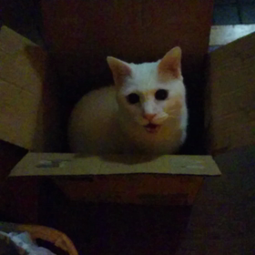 夜　ダンボールの中心で餌を叫ぶ！の画像