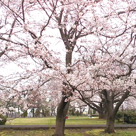 大庭城趾公園の桜　歩きながら撮影でぶれてます！の画像
