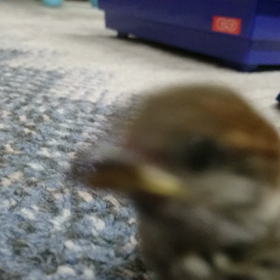 麦動画 保護11日目の画像