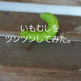 虫と戯れました。動画編の画像