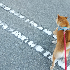 お泊まり　しばまるくんの画像