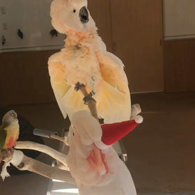 クリスマスの画像