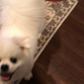 お散歩に行こう！の画像