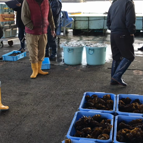 今日の夕市の様子！の画像