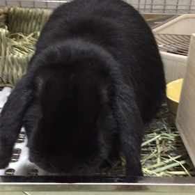 白菜をただ食べてるだけの画像