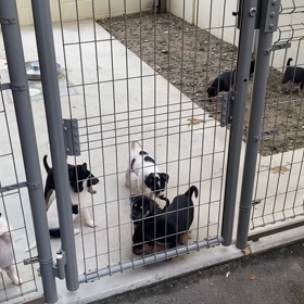 2022.05.07   子犬通信　生後39日の画像