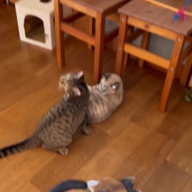 ケイジ君決まりました。の画像