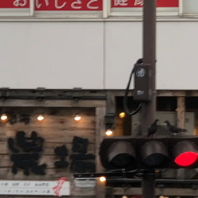 信号機と鳩／動画の画像