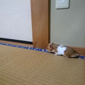 参った(´・ω・`)の画像