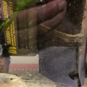 ザリガニさんご飯たったかたーの画像