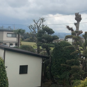 最近ウグイスがの画像