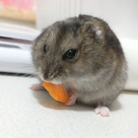 今日はフライドチキンの日の画像