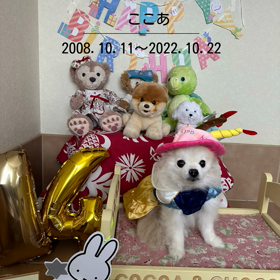 ここあへの画像