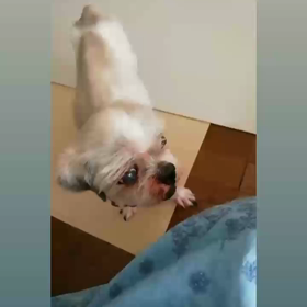 ワクワク✧◝(⁰▿⁰)◜✧の画像