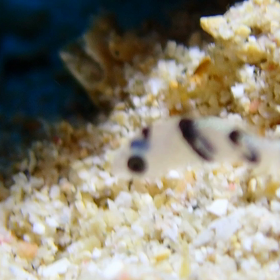 ワイドからのマクロ♪の画像