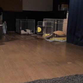 よーく聞いてください…の画像