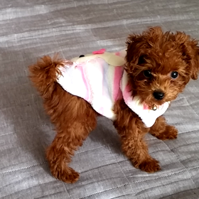 モアナちゃんの画像