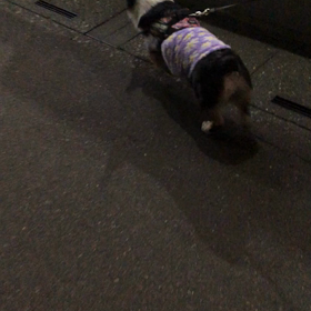 夜のお散歩からの僕も座らせてよの画像