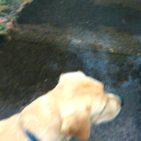 ピチピチ　チャプチャプ　ランランラン?の画像