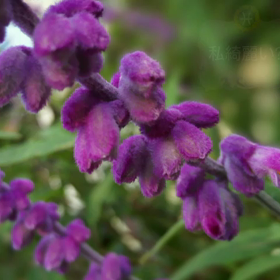 私綺麗ですか？の画像