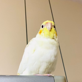 大調和の風に乗るの画像