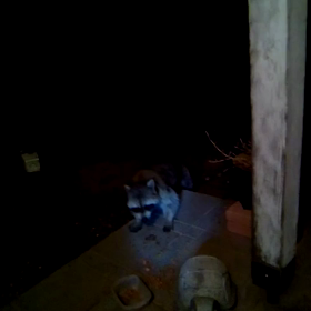 タヌキさん現るの画像