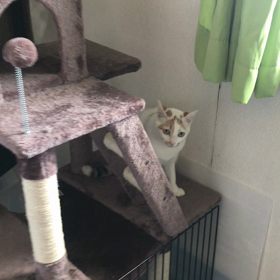 2018.01.30：キャットタワーを登るテン。の画像