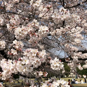 そうだ、SNSでお花見しよう！の画像