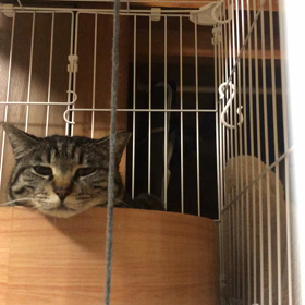 ゴールデンウィークはいっぱいピアノを弾くよ♪の画像