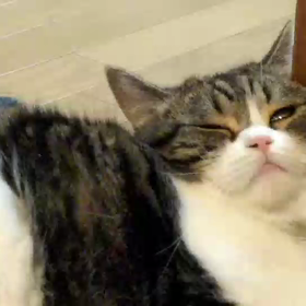 年男とおすしの画像