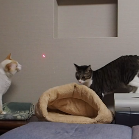 猫さん、動画ですよーの画像