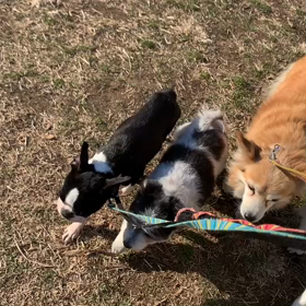 2月11日9わんこと2時間遠足　　代々木公園の画像