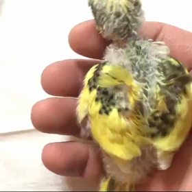 羽衣セキセイインコの画像