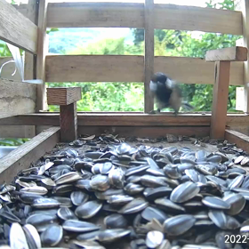 すぎぴたんの事件簿シーズン3　5話（似た者同士シジュウカラとヤマガラ　）の画像