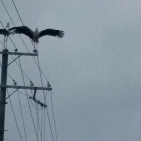 コウノトリの画像