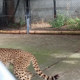 なるか?!「水前寺祭り!!」の画像