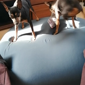 遊ぶさくら、甘えふぶきの画像