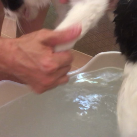 モナカちゃん シャンプーの画像