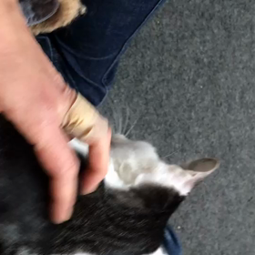 ジブリ3兄弟〜甘えるアシタカの画像