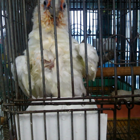 暑いからね･･･の画像